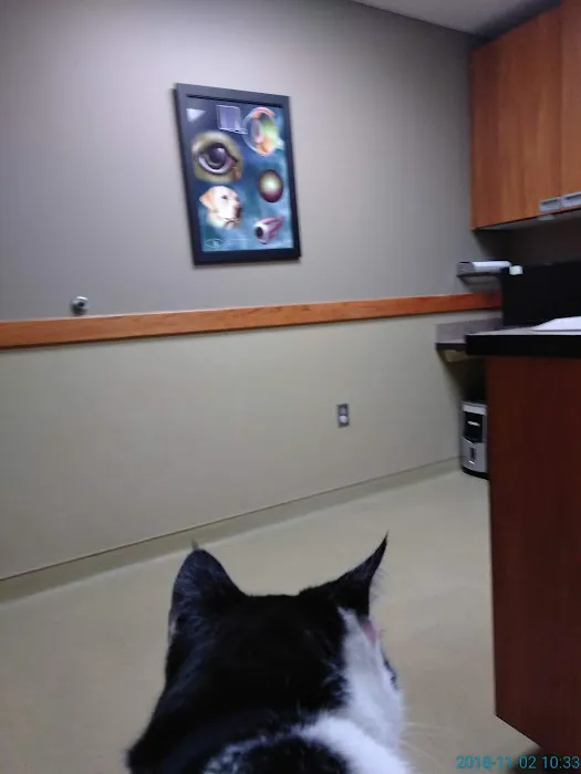 Eye Care for Animals - Mission Picture 1