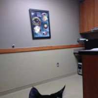 Eye Care for Animals - Mission ico