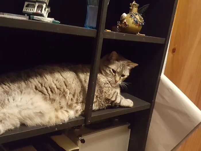 VCA Msn Animal Referral Picture 3