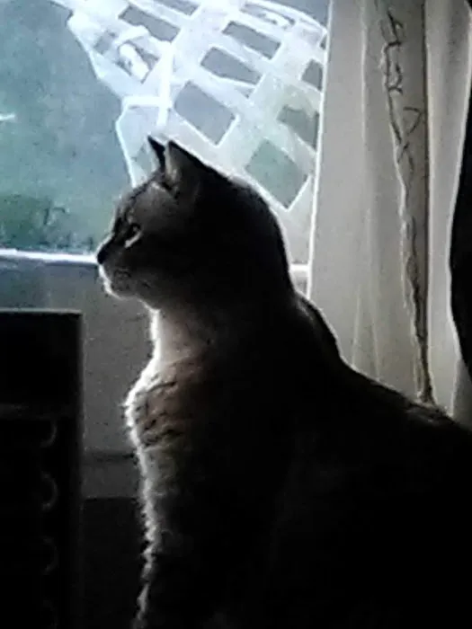 VCA Msn Animal Referral Picture 2