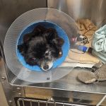 VCA Msn Animal Referral