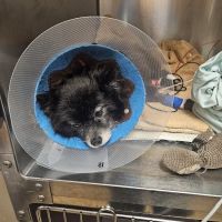 VCA Msn Animal Referral ico