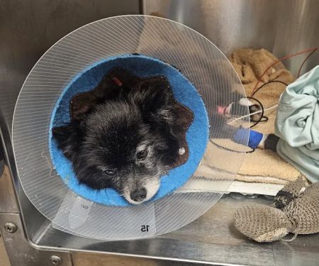 VCA Msn Animal Referral