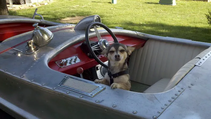 Mission MedVet: Senter David DVM Picture 1