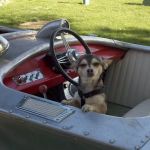 Mission MedVet: Senter David DVM