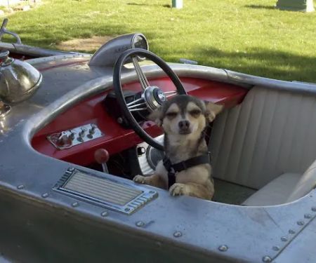 Mission MedVet: Senter David DVM