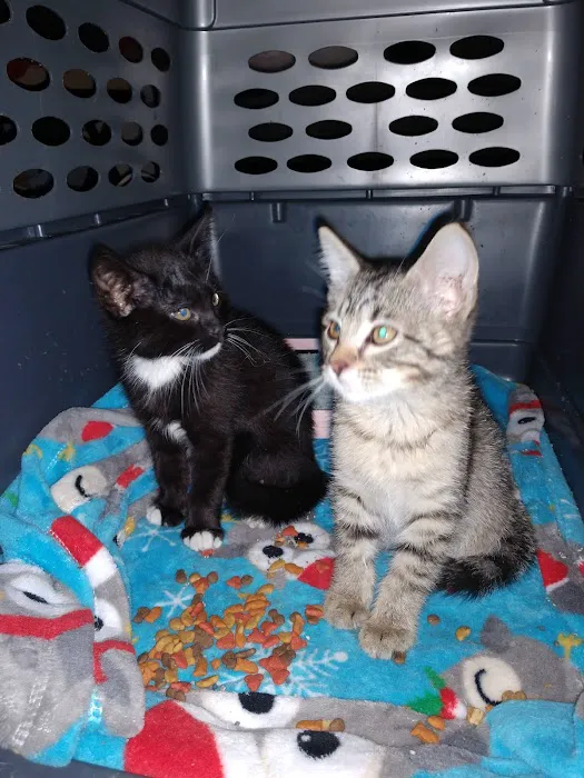 Mission MedVet: Senter David DVM Picture 4