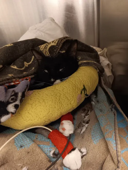 Mission Med Vet: Wilson Eric R DVM Picture 1