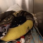 Mission Med Vet: Wilson Eric R DVM