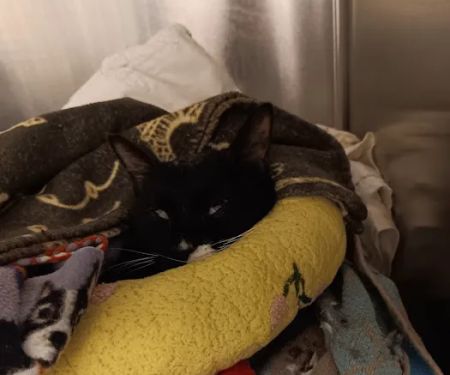 Mission Med Vet: Wilson Eric R DVM