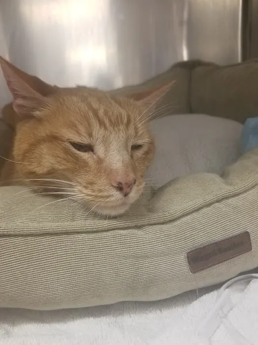 Mission Med Vet: Wilson Eric R DVM Picture 7