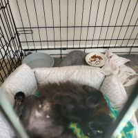 Mission Veterinary Emergency & Specialty ico