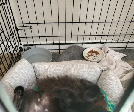 Mission Veterinary Emergency & Specialty