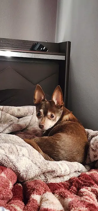 Mission Veterinary Emergency & Specialty Picture 2