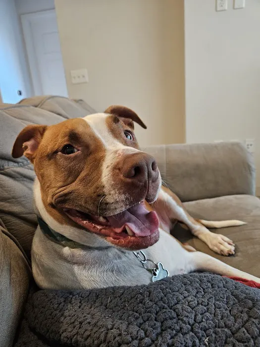 Mission Veterinary Emergency & Specialty Picture 6