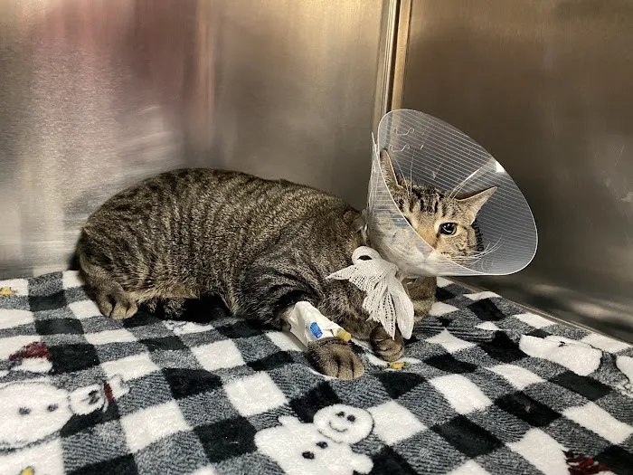 Mission Veterinary Emergency & Specialty Picture 7