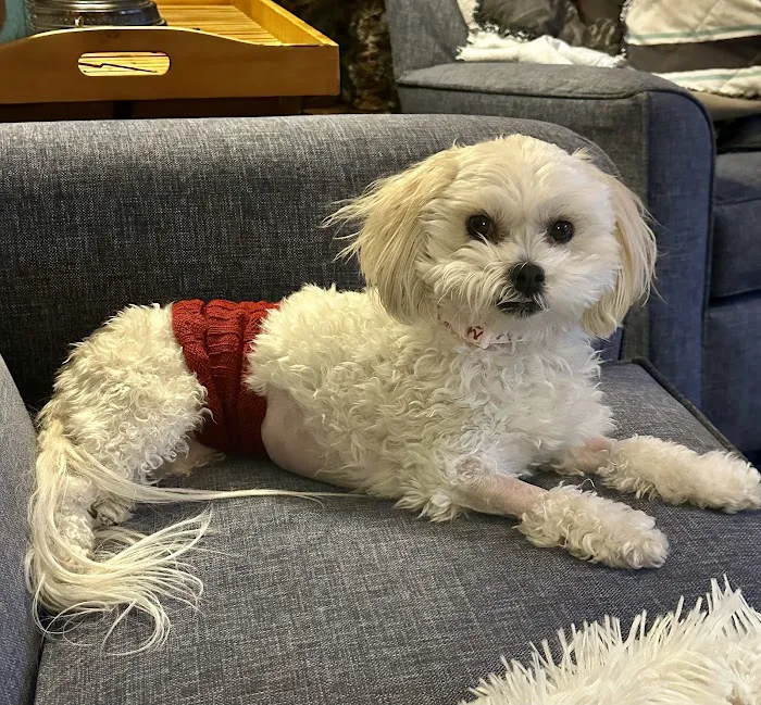 Mission Veterinary Emergency & Specialty Picture 9