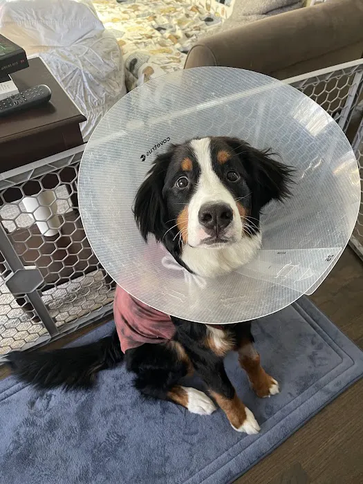 Mission Veterinary Emergency & Specialty Picture 8