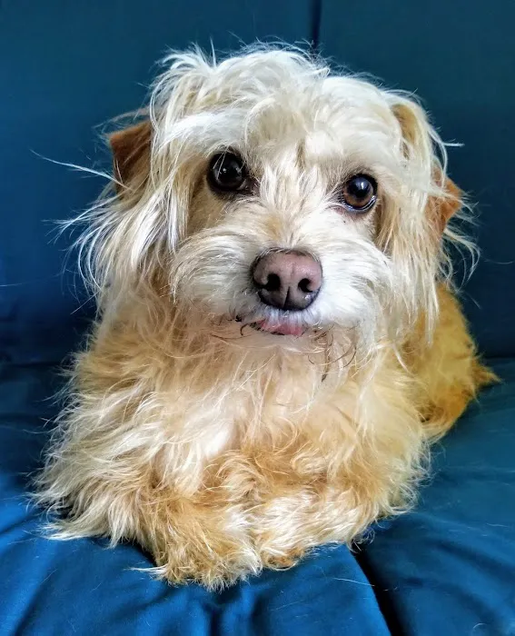 Southside Pet Hospital Picture 1