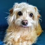 Southside Pet Hospital