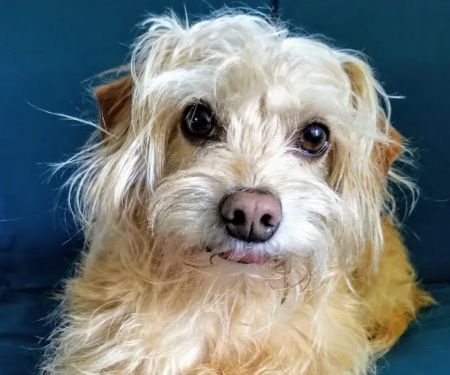 Southside Pet Hospital