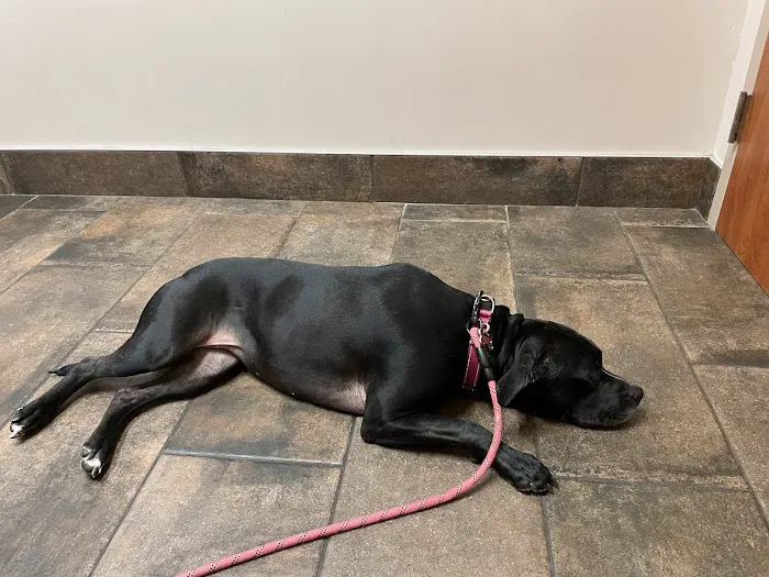 Southside Pet Hospital Picture 2