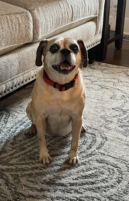 Southside Pet Hospital Picture 3