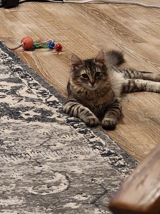 Southside Pet Hospital Picture 4