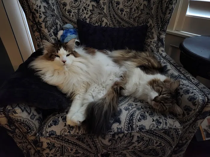 Southside Pet Hospital Picture 8