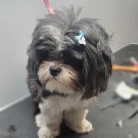 Bannister Veterinary Clinic ico