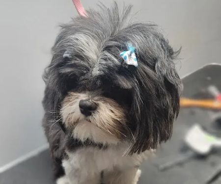 Bannister Veterinary Clinic