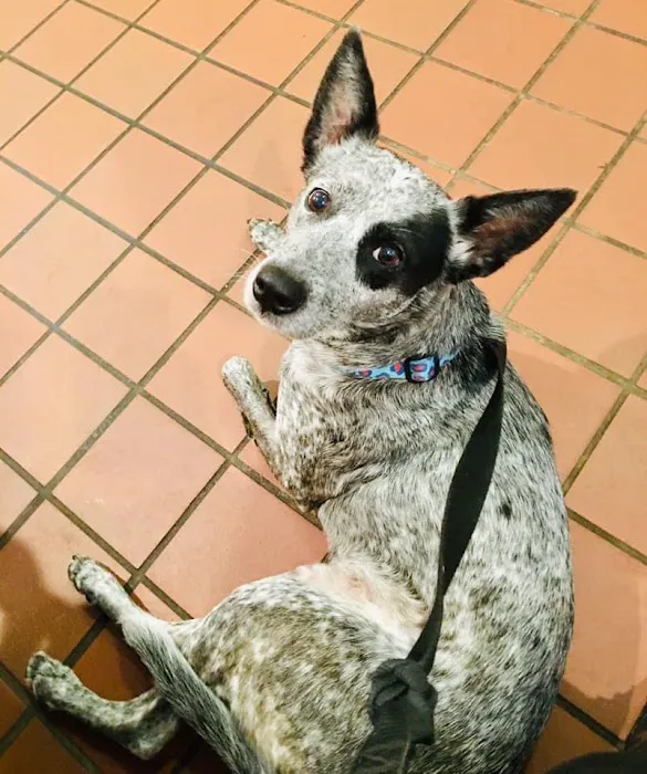 Bannister Veterinary Clinic Picture 7