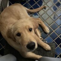 Whole Health Pet Center ico