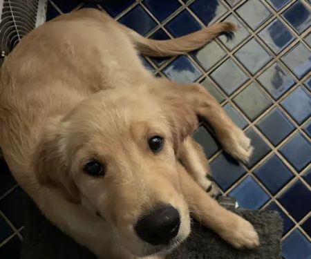 Whole Health Pet Center