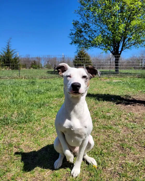 Raymore Veterinary Center Picture 2
