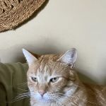 Raymore Veterinary Center