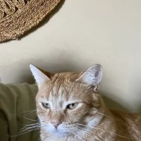 Raymore Veterinary Center ico