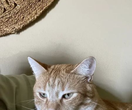 Raymore Veterinary Center