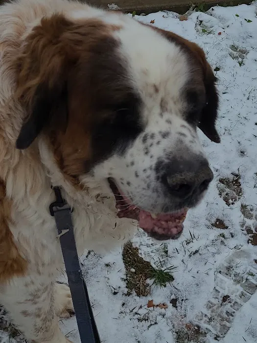 Raymore Veterinary Center Picture 4