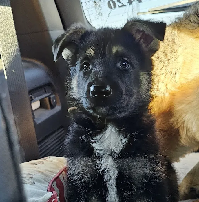 Raymore Veterinary Center Picture 5