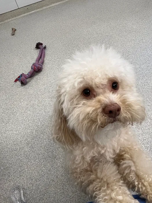 GoodVets Lee's Summit Picture 2