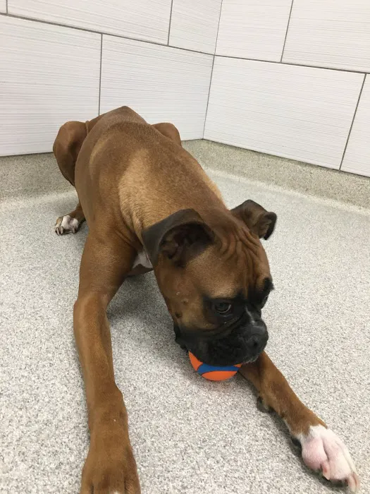 GoodVets Lee's Summit Picture 1