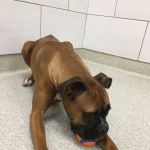 GoodVets Lee's Summit