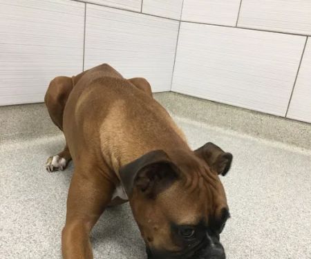 GoodVets Lee's Summit