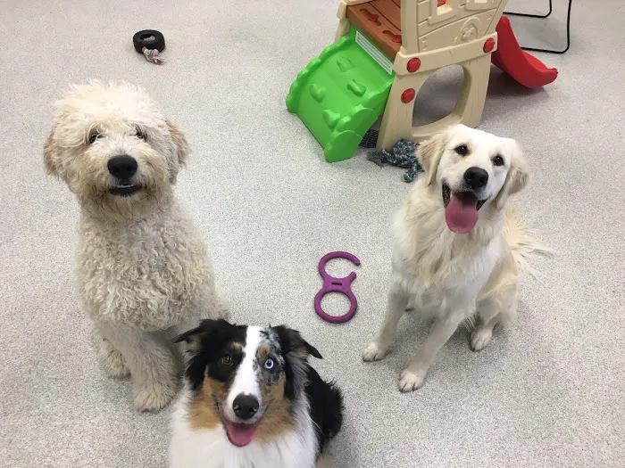 GoodVets Lee's Summit Picture 6