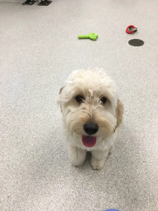 GoodVets Lee's Summit Picture 4