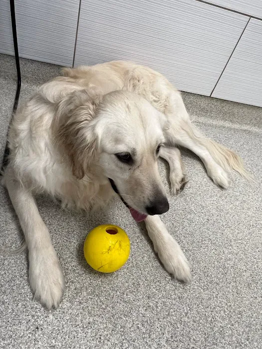 GoodVets Lee's Summit Picture 9