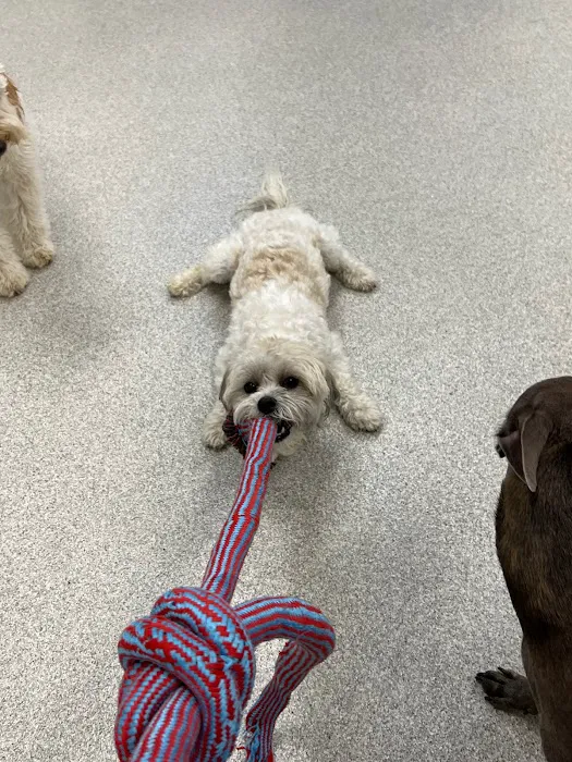 GoodVets Lee's Summit Picture 8