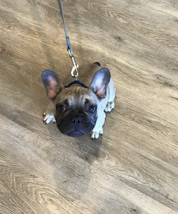 GoodVets Lee's Summit Picture 7