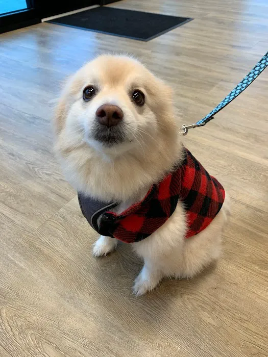 GoodVets Lee's Summit Picture 10